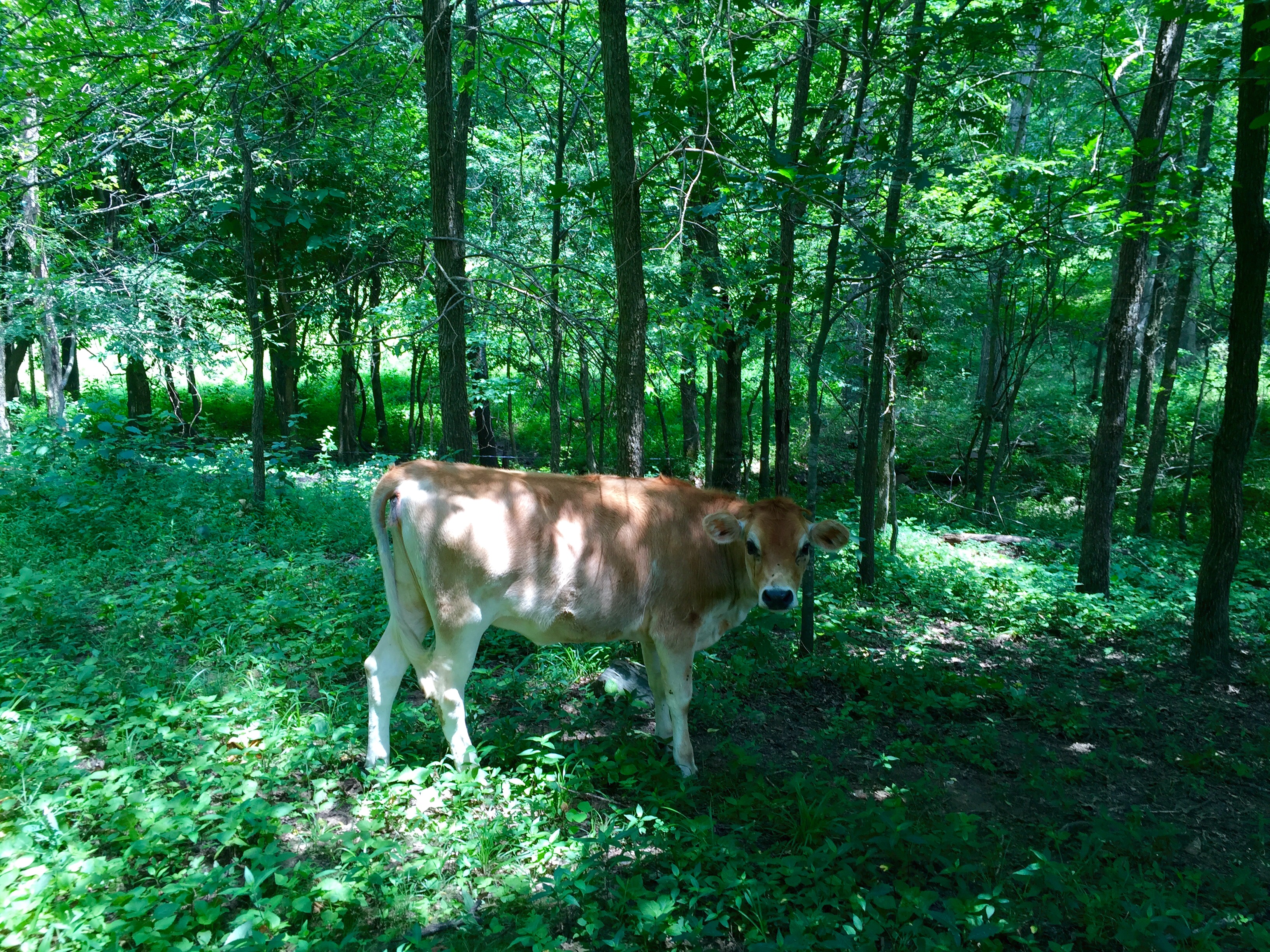 Cows on Joseph Mast's farm are regularly moved to manage grass growth.