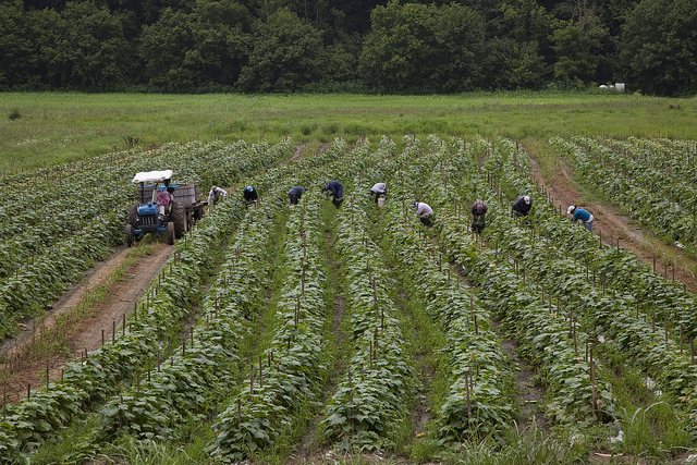 Migrant workers on a Virginia produce farm.