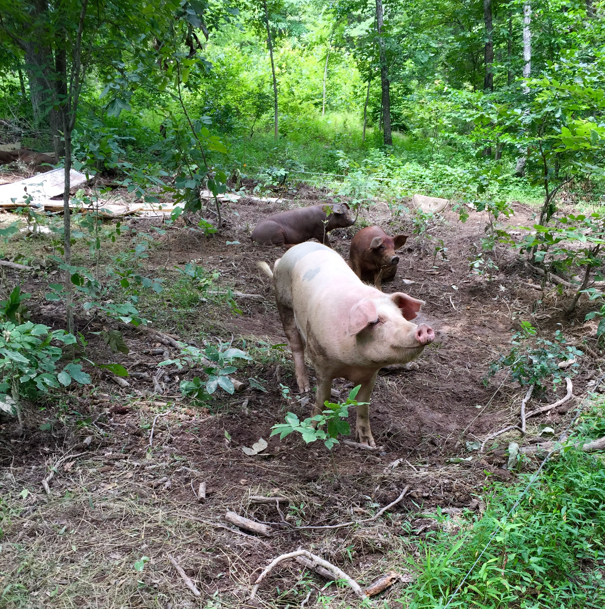 Mast's hogs feed on hickory nuts in the wood lot.