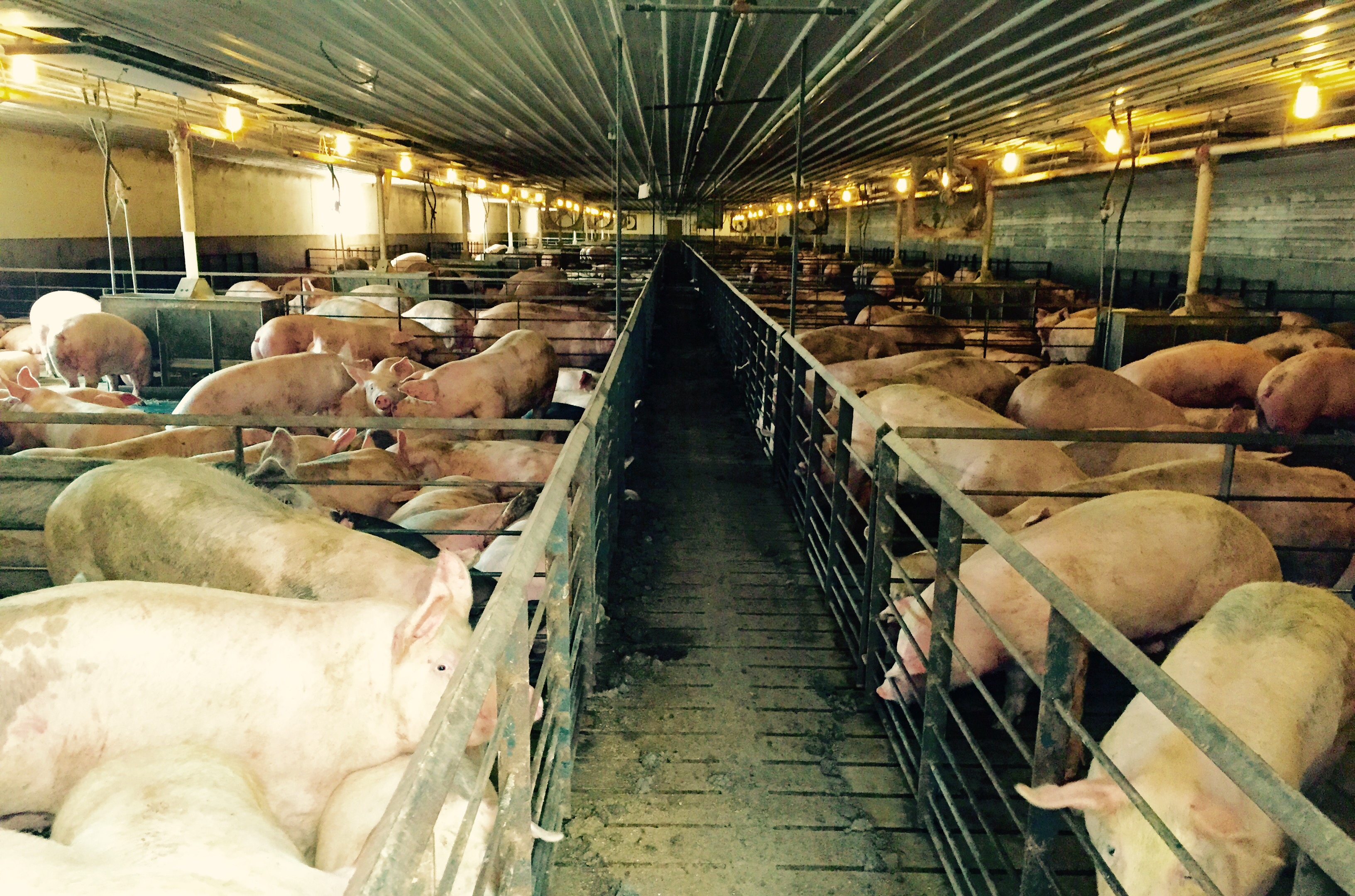 Jerry O'Bryan's farm produces 200,000 market hogs a year.