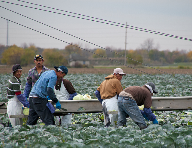 Migrant workers picking cabbage on a farm in Ohio.