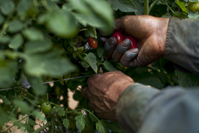 Migrant workers provide a large portion of farm labor for jobs producers say can't be filled locally. 