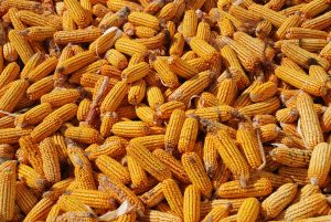 corn-698195_1920