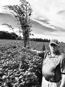 David Ferguson pulls Palmer Ameranth from the university soybean crop