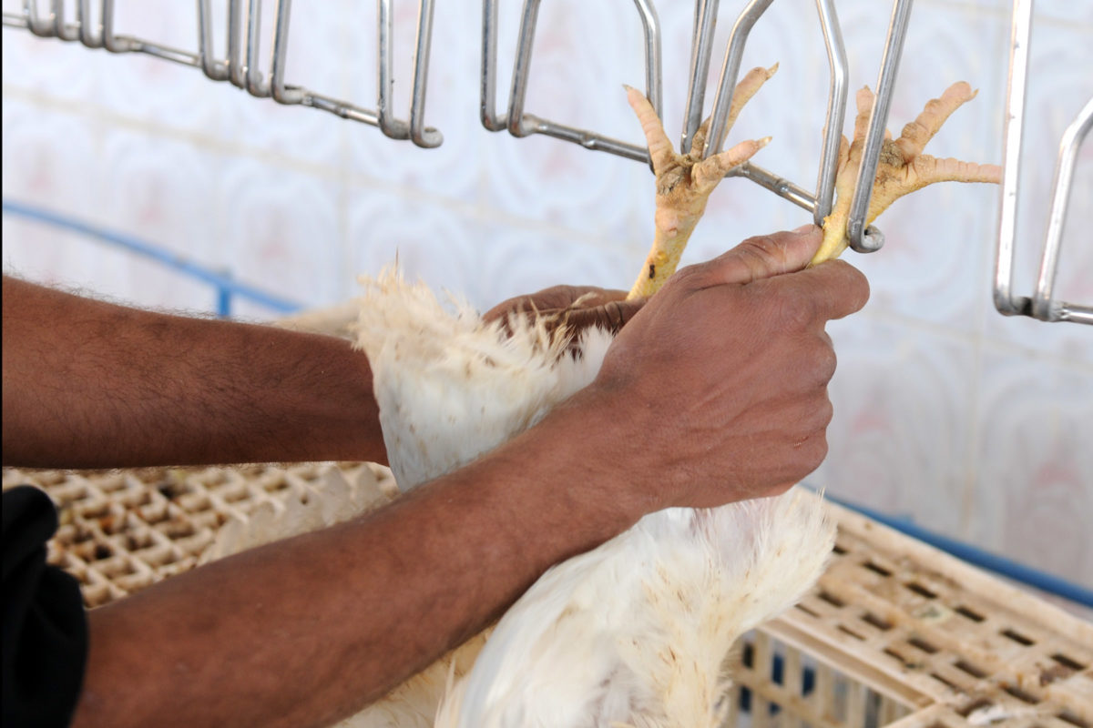 poultry processing live hang