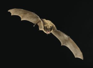 106650-34 Little Brown Bat (Myotis lucifugus) Photo- Michael Durham _ Minden Pictures _ Bat Conservation International