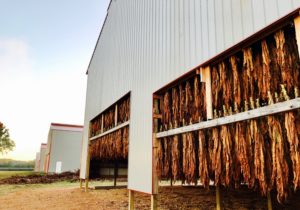 West Kentucky tobacco barns