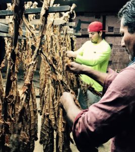Workers strip and grade tobacco leaves on Kelly farm